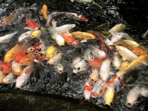 愛宕神社境内の池の鯉
